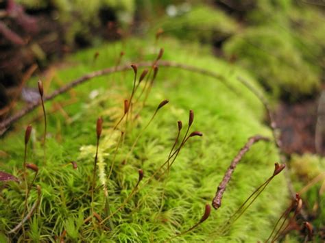 Broom Forkmoss Bryophyta Mosses Of Vancouver Island Inaturalist