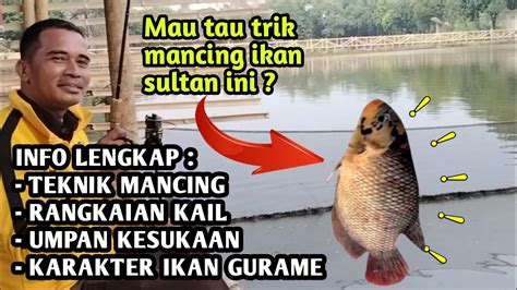 Cara Mancing Gurame Di Kolam Umpan Rangkaian Ikan Gurame