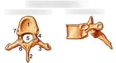 Landmarks of Thoracic Vertebrae Diagram | Quizlet