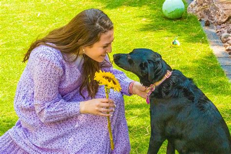 Cómo Saludar Correctamente A Un Perro