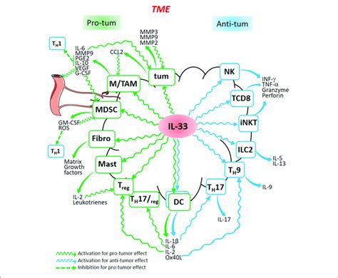 Dual Role Of Il In Cancer Il Released In The Tme Is Able To