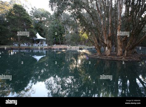 Auburn Botanic Gardens during the cherry blossom festival Stock Photo ...