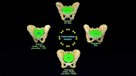 Pelvis types hip bone labelled detailed 3D model - Blender Market