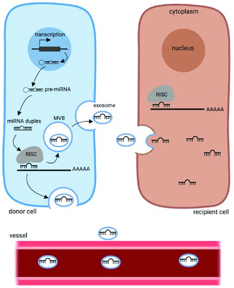 Mirna Biogenesis Pathway Mirna Is Transcribed In The Nucleus And Then