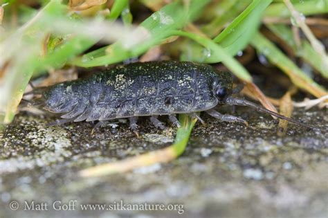 Seashore Creatures Sitka Nature