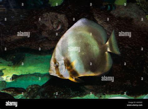 Species Of Batfish Stock Photo - Alamy