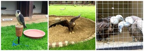 A visit to the International Centre for Birds of Prey, Gloucestershire ...