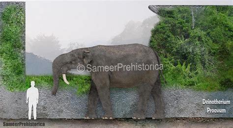 Deinotherium Proavum Size by SameerPrehistorica on DeviantArt