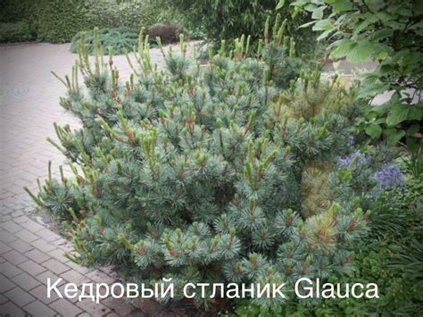 Кедровый стланик (Pinus pumila)