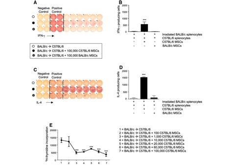 Immunomodulatory Properties Of Mscs C Bl Responder