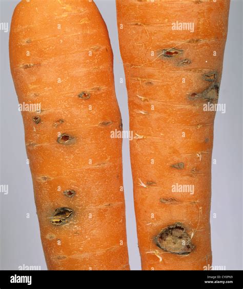 Cavity Spot Damage To A Carrot Root Which Results From Several Causes