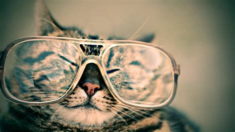 Cat Glasses Wallpaper - Resolution:1920x1080 - ID:1112633 - wallha.com