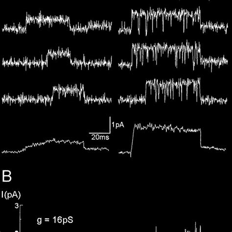 Single K D Channel Currents Recorded In Perforated Vesicles A Single