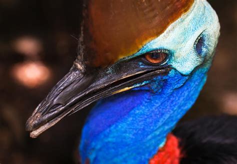 Cassowary Portrait Photograph By Johan Larson Fine Art America