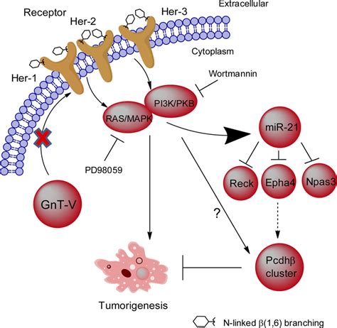 Schematic Indicating How The Expression Of The Pcdh Gene Cluster Is