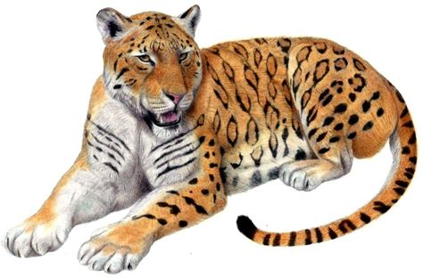 Types of Extinct Tiger Species and Subspecies