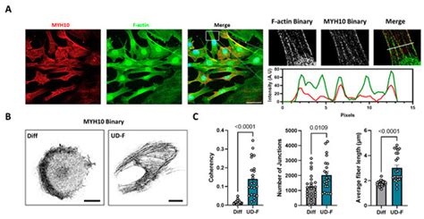 Ijms Free Full Text Myh10 Governs Adipocyte Function And