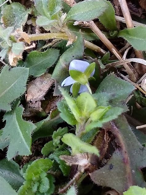 Speedwells Are Back Distinguishing Bird S Eye Speedwell And Grey Field