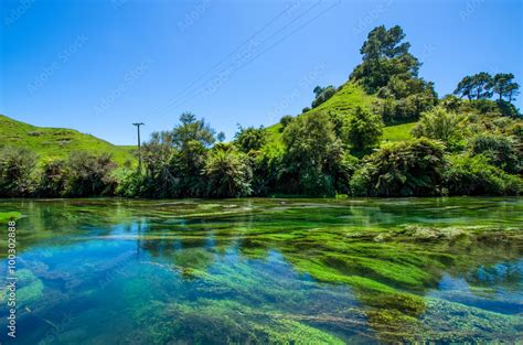 Blue Spring Which Is Located At Te Waihou Walkway Hamilton New Zealand