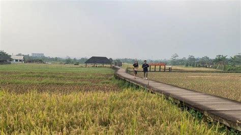 Hamparan Sawah Berlatar Gunung Salak Di Desa Wisata Mulyaharja Bogor