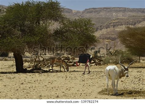 Asian Donkey Onager Antelope Addax African Stock Photo