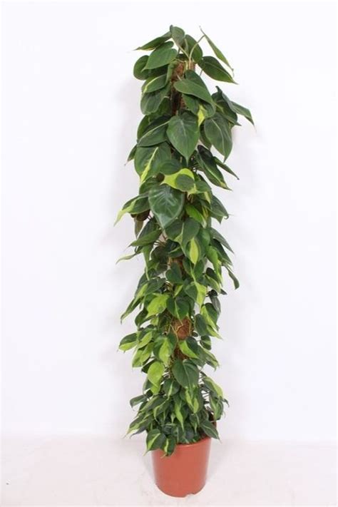 Philodendron Scandens Brasil Grossiste En Plantes FlorAccess