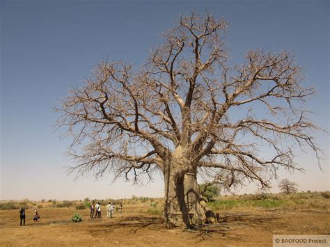 North Kordofan - Baofood