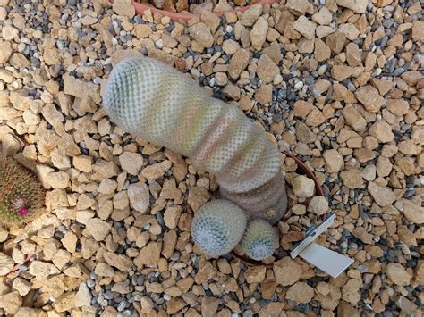 2153 Best Botanical Garden Images On Pholder Botanical Porn Most Beautiful And Succulents