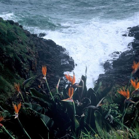 Strelitzia reginae seeds - Buy online