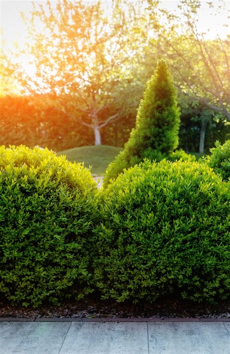 How To Trim Boxwood 5 Important Tips To Prevent Mistakes