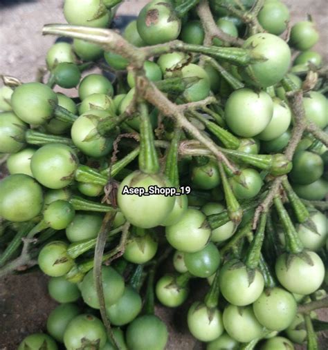 Buah Cepokak Atau Buah Takokak 1 Kg Lazada Indonesia