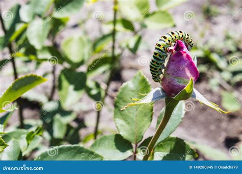 Green Caterpillar on a Rose Stock Image - Image of larva, closeup ...