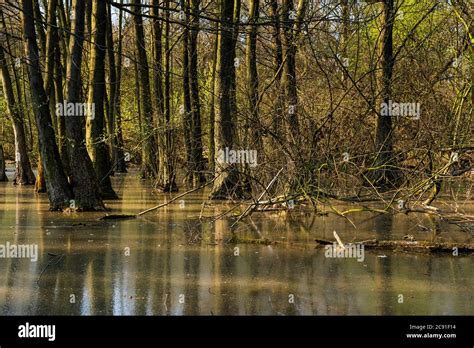 Trees in a flooded forest, trees in a swamp Stock Photo - Alamy