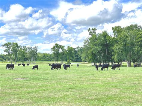 Anderson Farms - Conway, SC | Conway SC