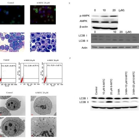 Effect Of 6 MITC On The Viability Of K562 Cells K562 Cells Were