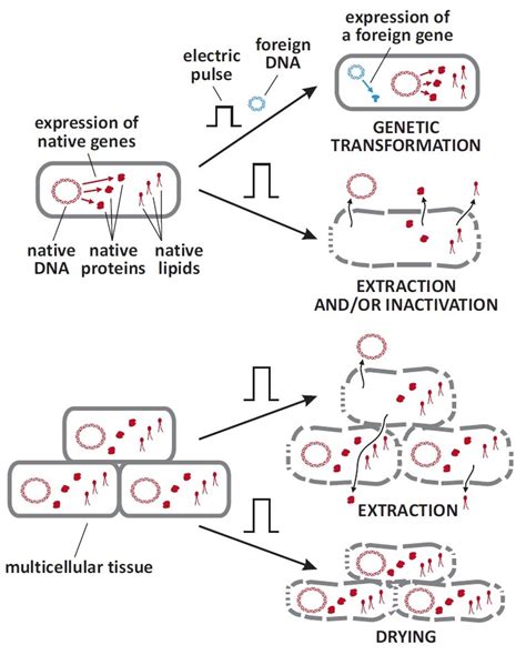 Reversible And Irreversible Effects Of Electroporation On, 43% OFF