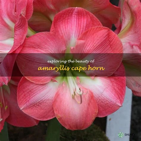 Exploring The Beauty Of Amaryllis Cape Horn Shuncy