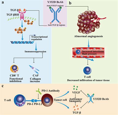 Schematic Diagram Demonstrating The Synergistic Antitumor Immune Effect