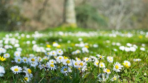 Field of Daisies | makitdev | Flickr 