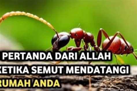 Jangan Diusir Inilah Pertanda Banyak Semut Mendatangi Rumah Salah