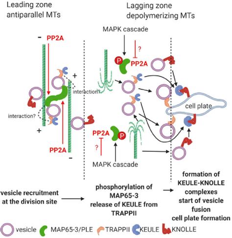 Confirmed And Proposed Roles Of PP2A In Vesicle Traffic At The