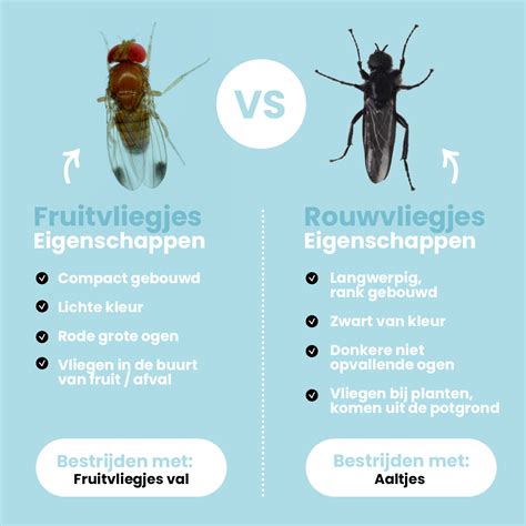 Fruitvliegjes Bestrijden Dr Botani