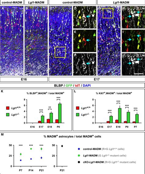 Mosaic Analysis With Double Markers Reveals Distinct Sequential