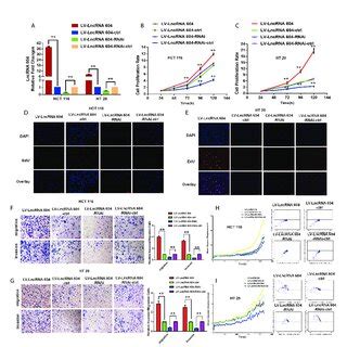 Lncrna Promoted Crc Cells Proliferation And Metastasis In Vitro