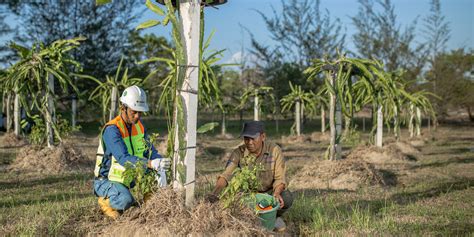 Timah Tins Reklamasi 2 815 Hektare Lahan Bekas Tambang Jadi Lahan