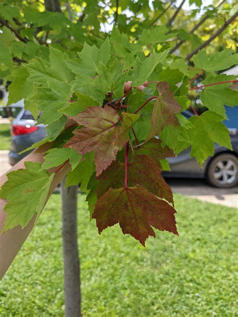 Does anyone know why my maple tree might be leaking? I've noticed the