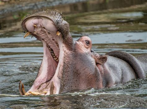 Hippo singing Der Hölle Rache | Starmind Conservation