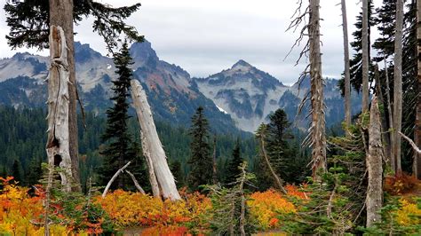 Paradise @ Mt. Rainier. : r/CampingandHiking