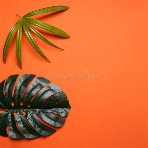 Creative Layout Made Of Colorful Tropical Leaves On Orange Background