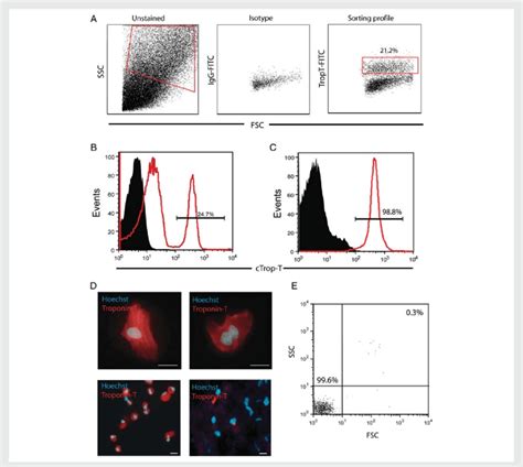 Cardiomyocyte Purification By Facs And Nuclei Isolation Flow Cytometry